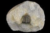 Diademaproetus Trilobite - Ofaten, Morocco #171483-1